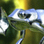 mygif_alt